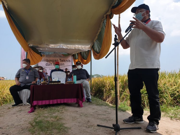 Bimbingan Tekhnis dan Panen Raya di Kecamatan Sidomulyo